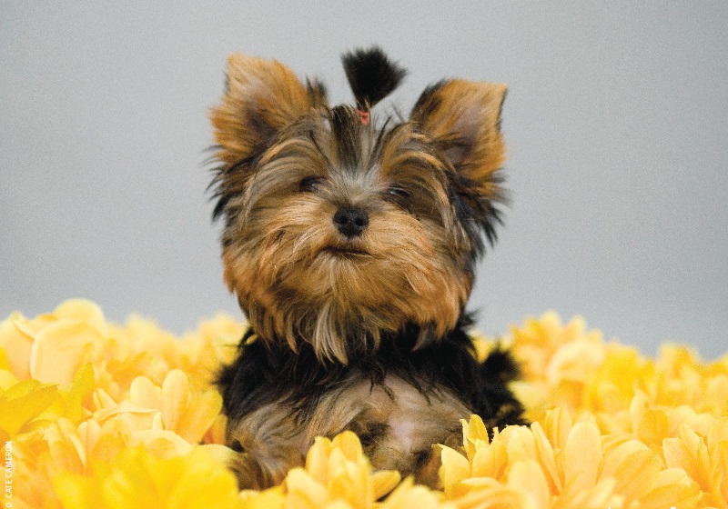 Most Breathtaking Dog Breeds You Need To Own