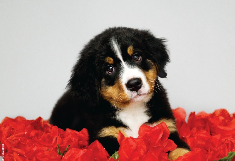 Seasonal Canine Illness (SCI): What Is It And How To Treat It? 