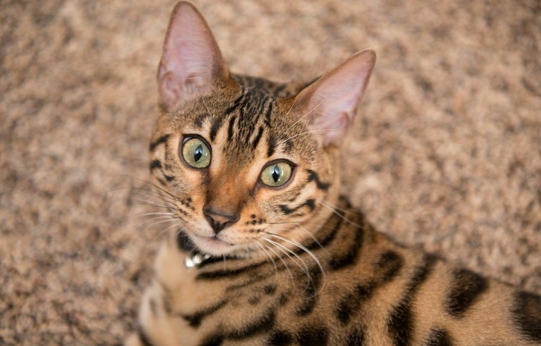 Bengal Cats and their Personality