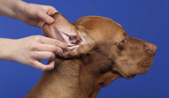 Five Effective Home Remedies To Treat Ear Mites in Dogs
