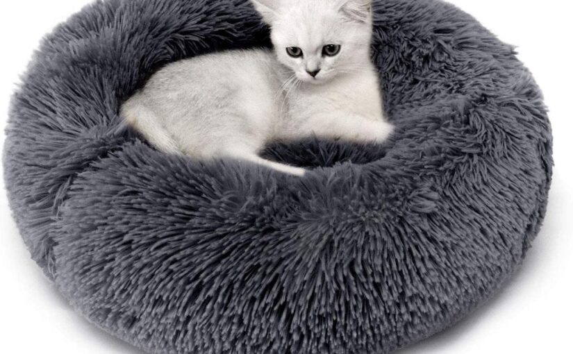 Cat Beds – An Important Material for Your Feline Companion