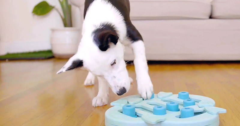 Dog Puzzle Toys and their Benefits