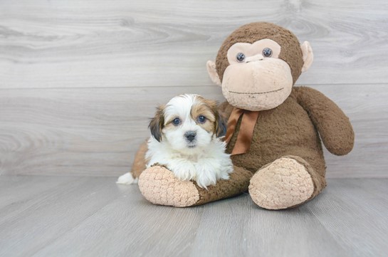 Attributes of a Morkie Puppy: Is it Going To Be Suitable for You?