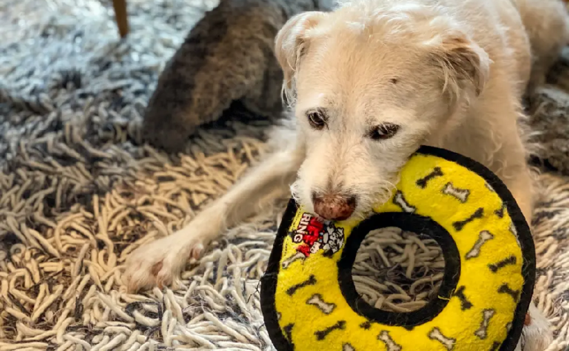 Factors Contributing to Why Dog Toys are So Expensive