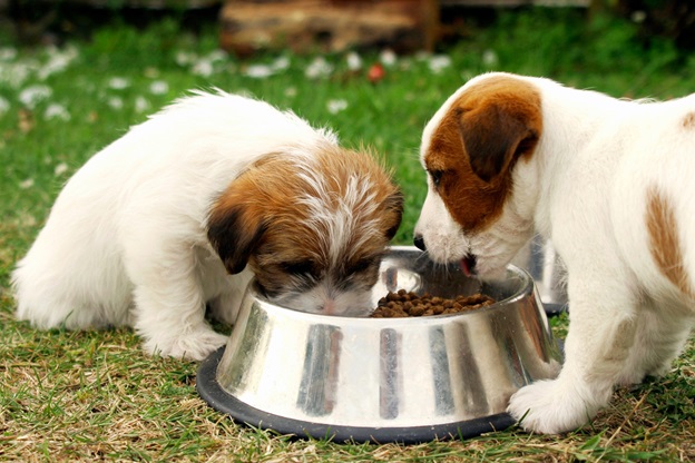 A Quick Guide to Buying Healthy Pet Food
