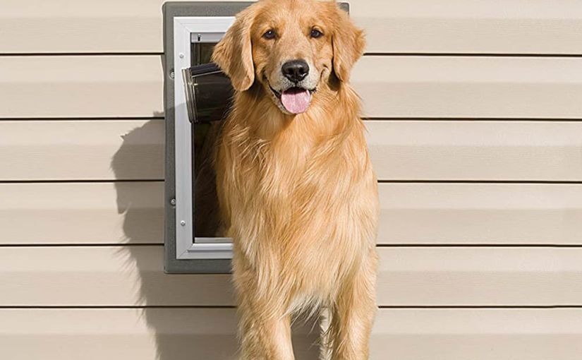 What Type of Pet Door is Best for My Dog?