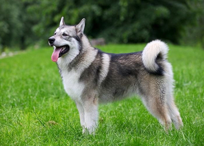 The Right Quality Of the Alaskan Malamute for Your Choices