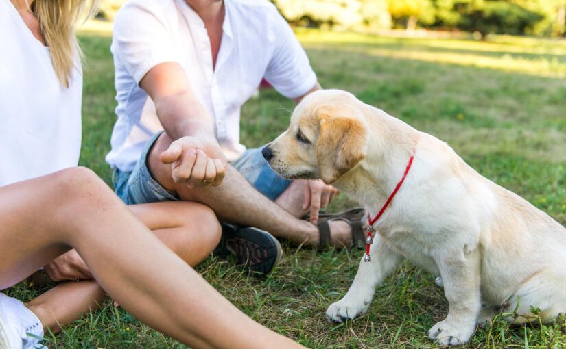 How to socialize a puppy