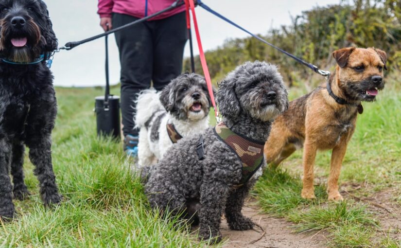 The Importance Of Doggy Day-Care As We Return To Work