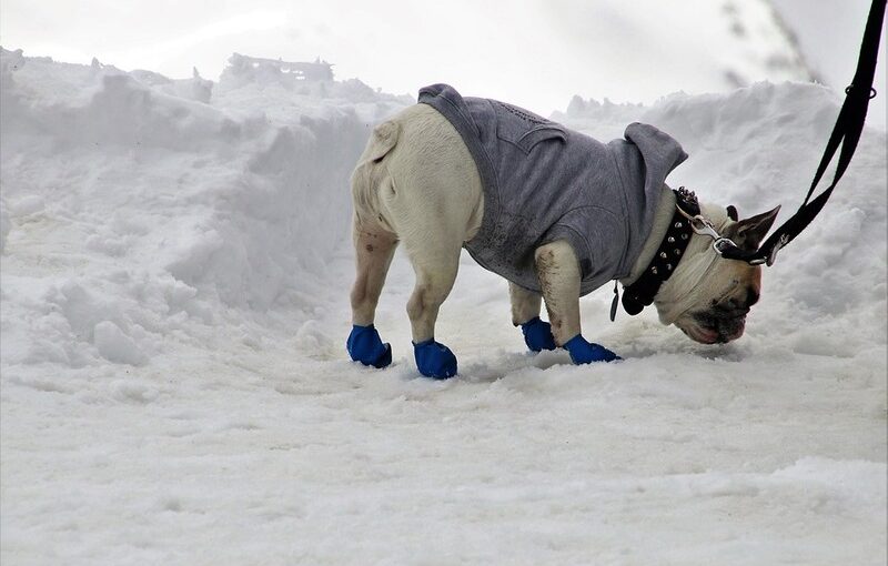 After all, how cold is too cold for dogs. What you should do?