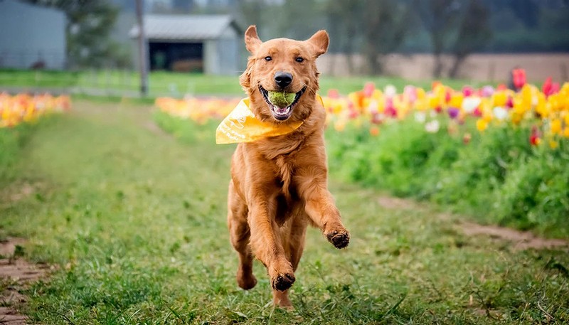 9 tips and tricks for photographing your favorite pets