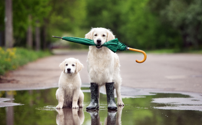 Tips for walking your dog in the rain