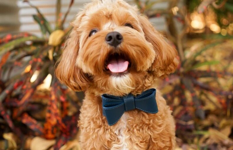 Tips to choose dog bow ties at affordable prices