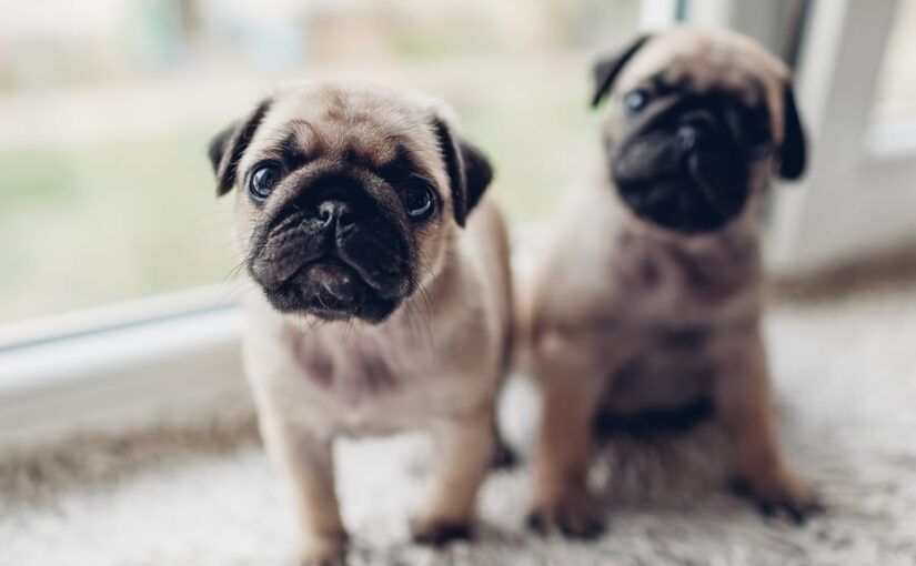 Pugs and Their Choices In behavior