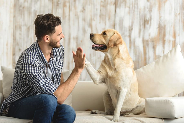 What You Need To Know About Pet Sitting
