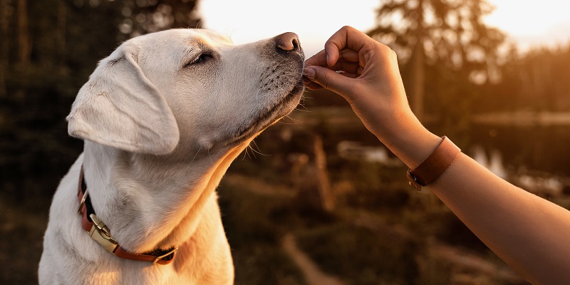 Important Attributes To Follow While Purchasing Dog Treats