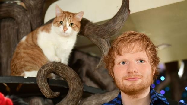 Best Cats and Their Best Celebrity times