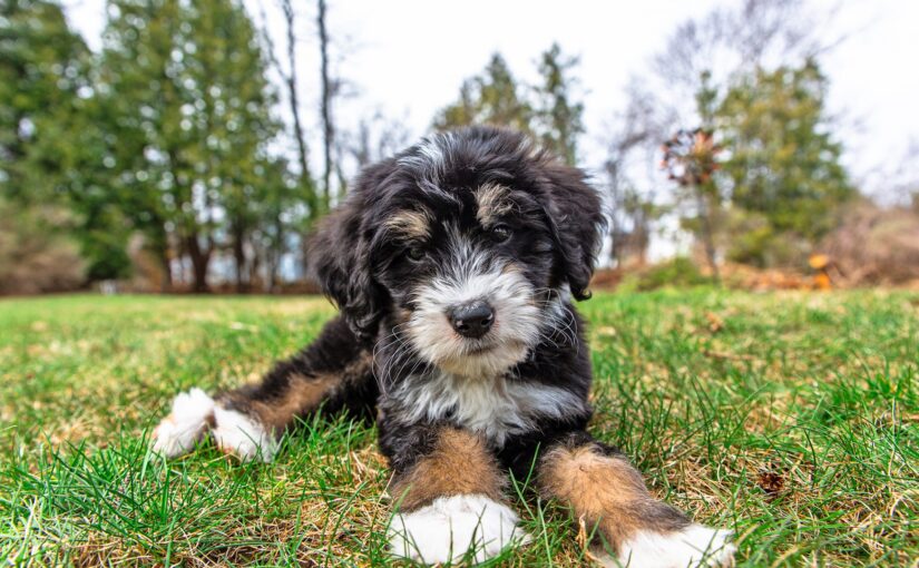 Choosing a Mini Bernedoodle Breeder