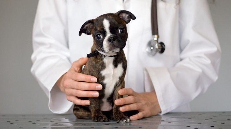 Are you prepared? Dog Medical Emergency Guide