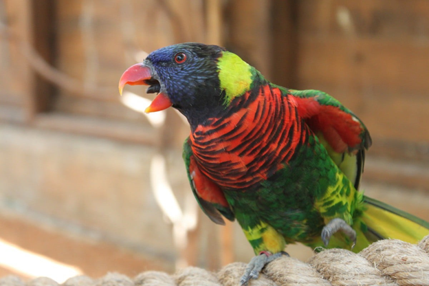 The most exciting things about talking parrots 