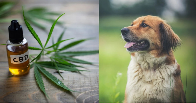 How To Get The Most Out Of Cbd Drops For Your Dog