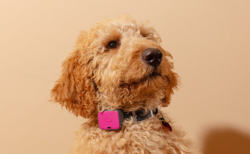 Why the SpotOn Virtual Fence is the best GPS dog collar on the market?