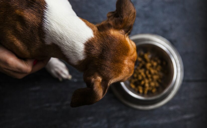 Is Food Coloring Safe For Dogs?