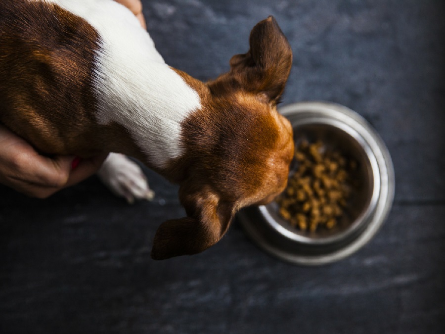 Is Food Coloring Safe For Dogs Dog Ryyol