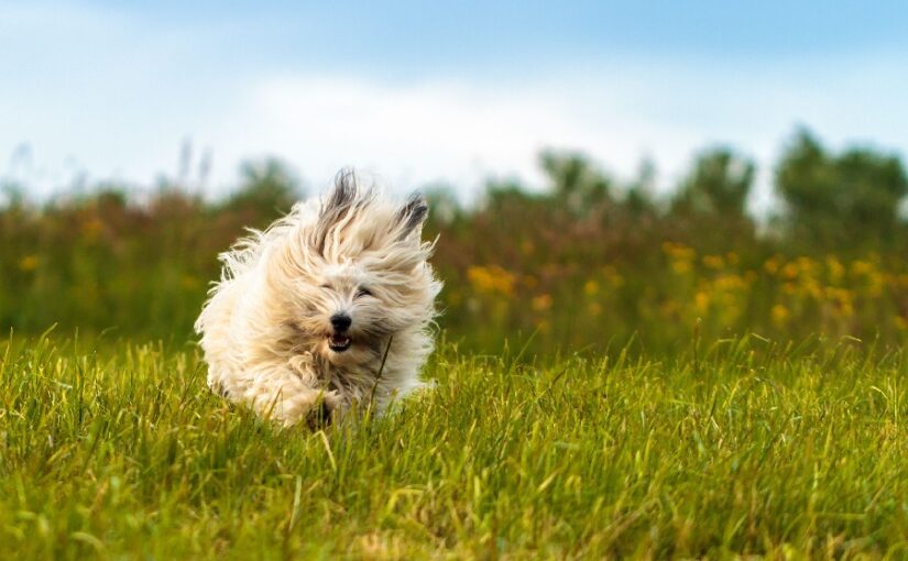 A few steps to keep your pet flea-free