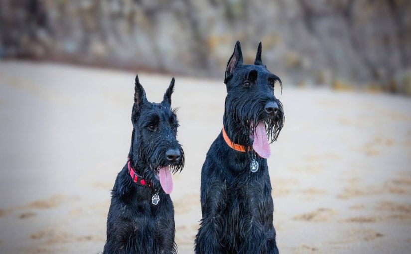 How To Choose The Best Guard Dogs?