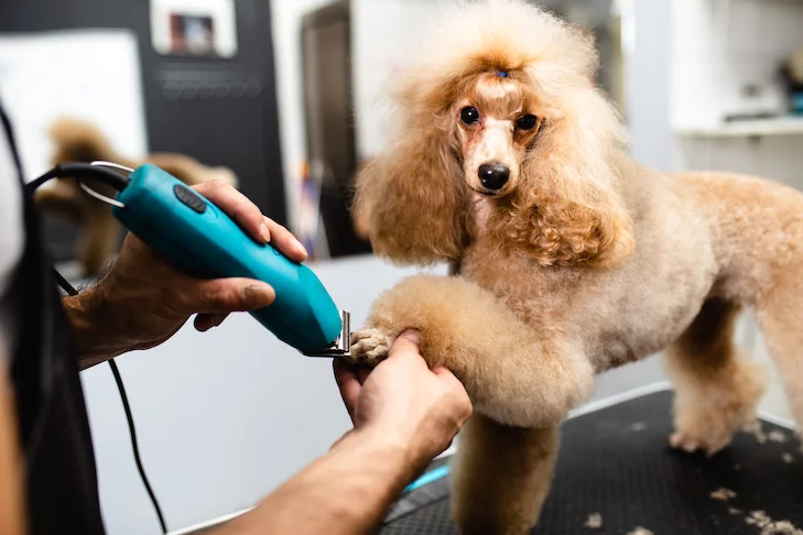 Different types of services given by the pet groomers.