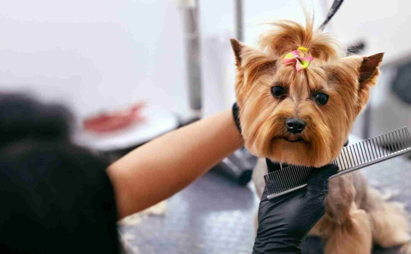 Factors To Look For When Searching For Pet Groomers.