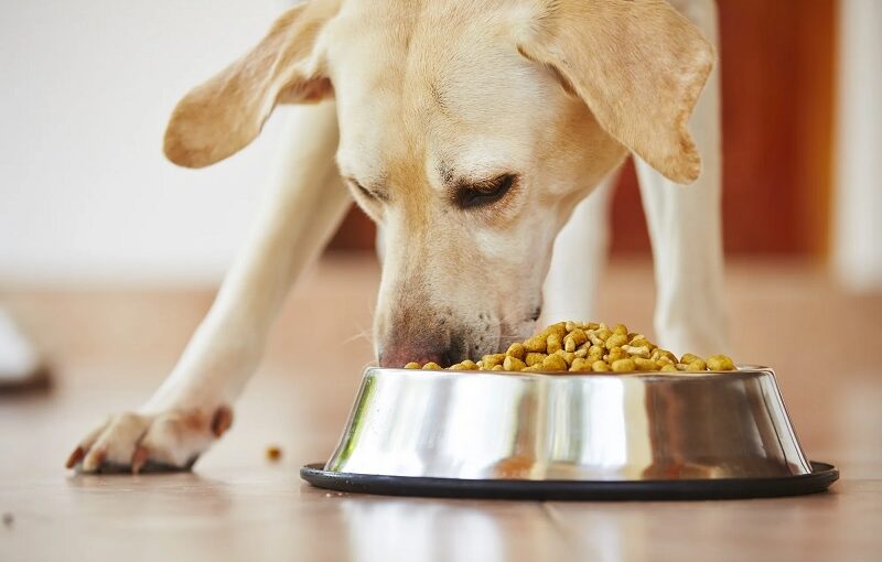 Dog Food: A Complete Guide to Choosing the Best for Your Furry Friend