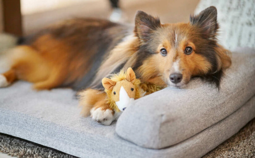 Living with a Sheltie: Advice for Owners