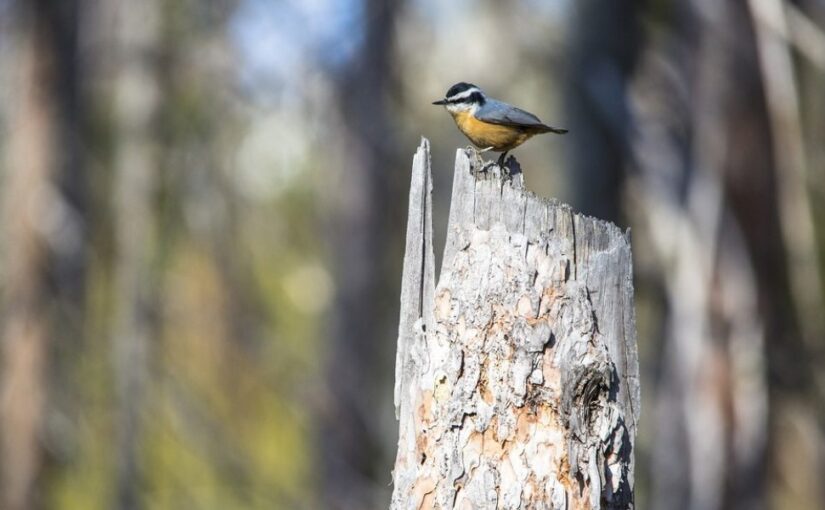 How online bird stores are revolutionizing the pet industry?