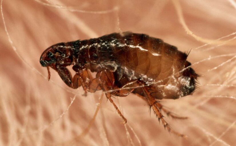 What Do Fleas Look Like: A Visual Guide 