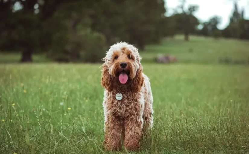 Cocker Spaniel Vs. Groodle: Which One is Right for Your Home in Victoria?