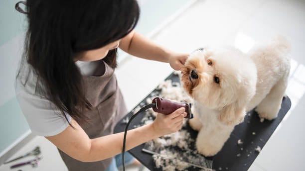 What services are typically offered by mobile pet salons?