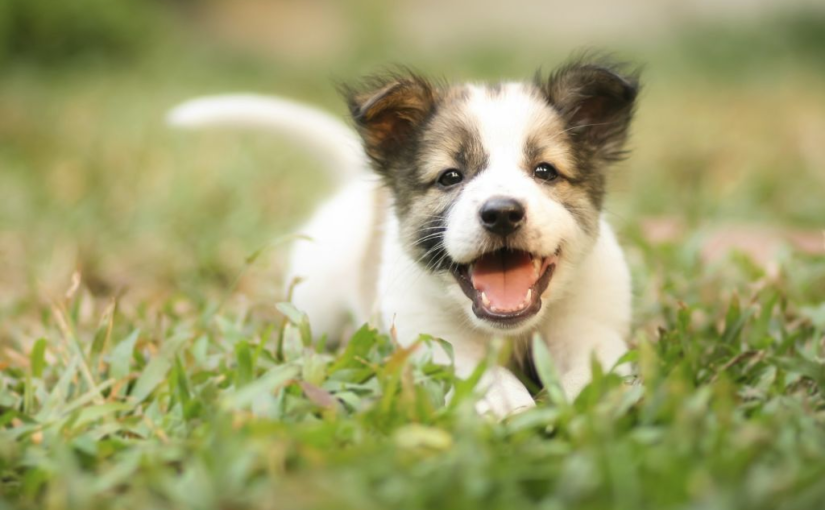 What Dog Is Right For Me? How to Choose the Perfect Breed