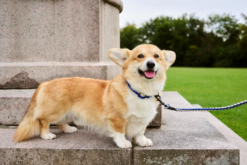 pets walk
