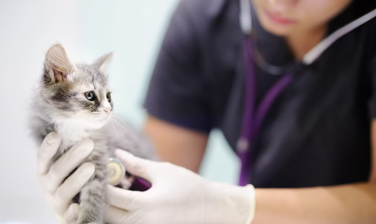 Pre-Surgery Vet Consultation - Ensuring Your Rabbit’s Health in Singapore