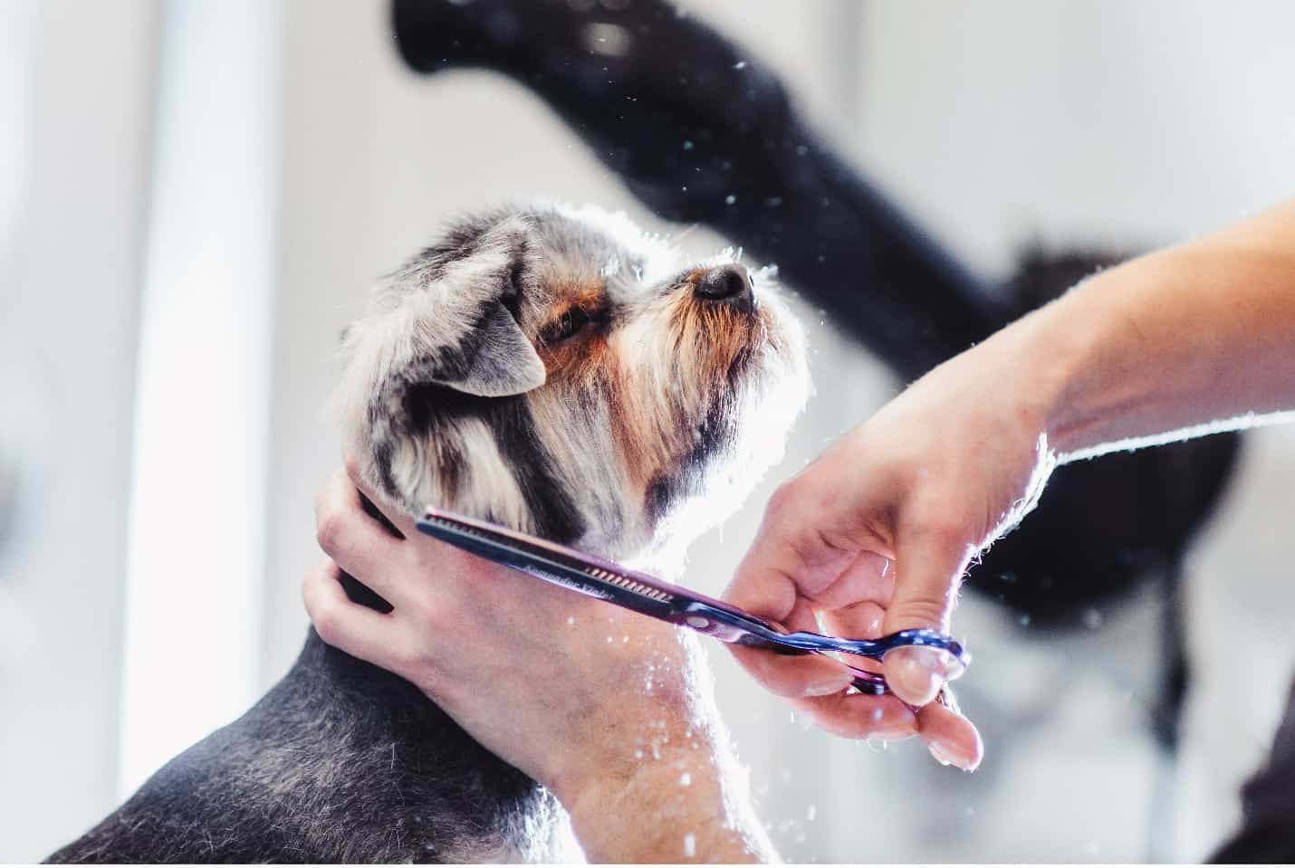dog grooming franchise
