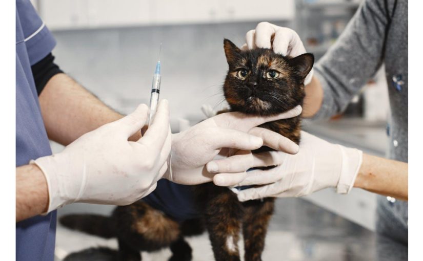 5 Health-Focused Adjustments to Pet Vaccinations for Senior Pets