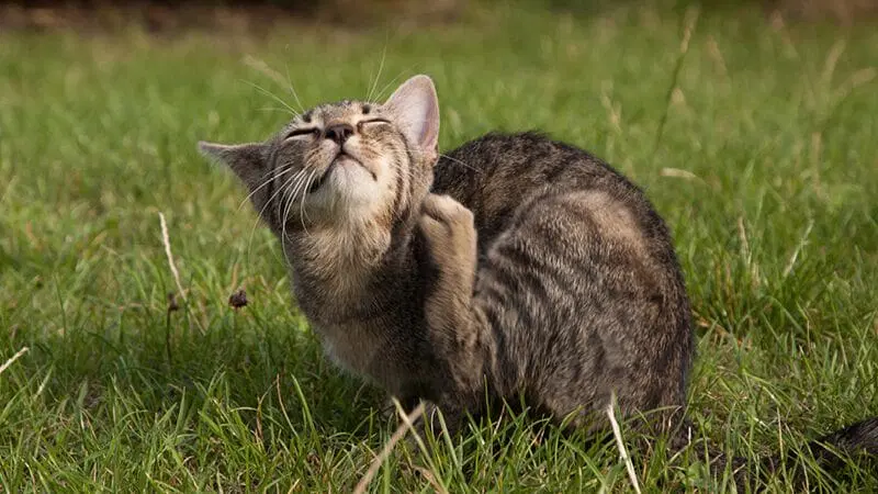 Capstar for Cats: The 30-Minute Flea Assassin