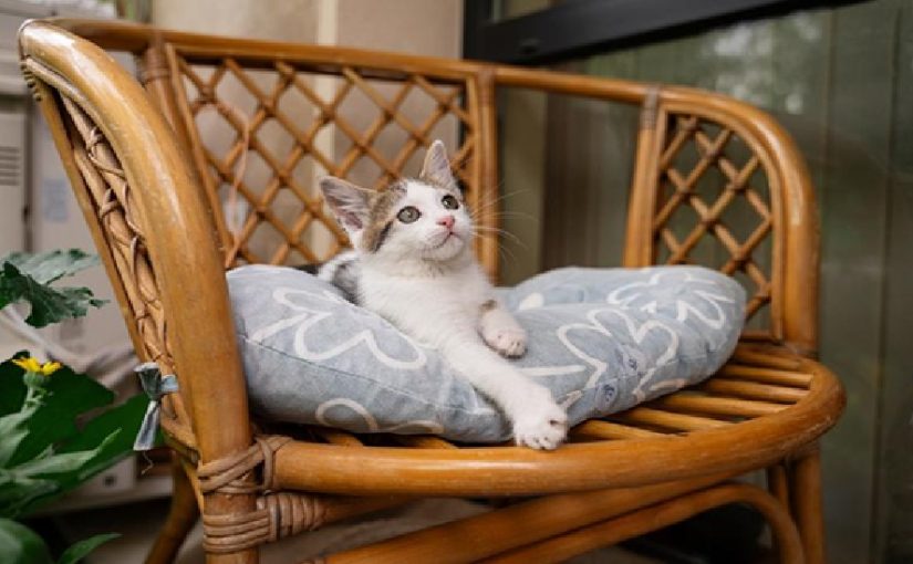 Why You’ll Love Ragdoll Kittens and Cat Cafes in SG