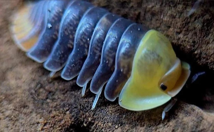 Lively Rubber Ducky Isopods Enhancing Interactive Terrarium Experiences ThroughActive Movement
