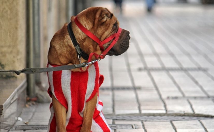 Simple Reasons Dog Owners Prefer Modern Headcollars