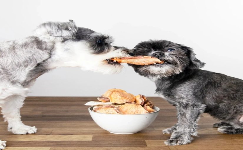 Beyond the Label: Ingredients That Define Great Dog Treat Brands